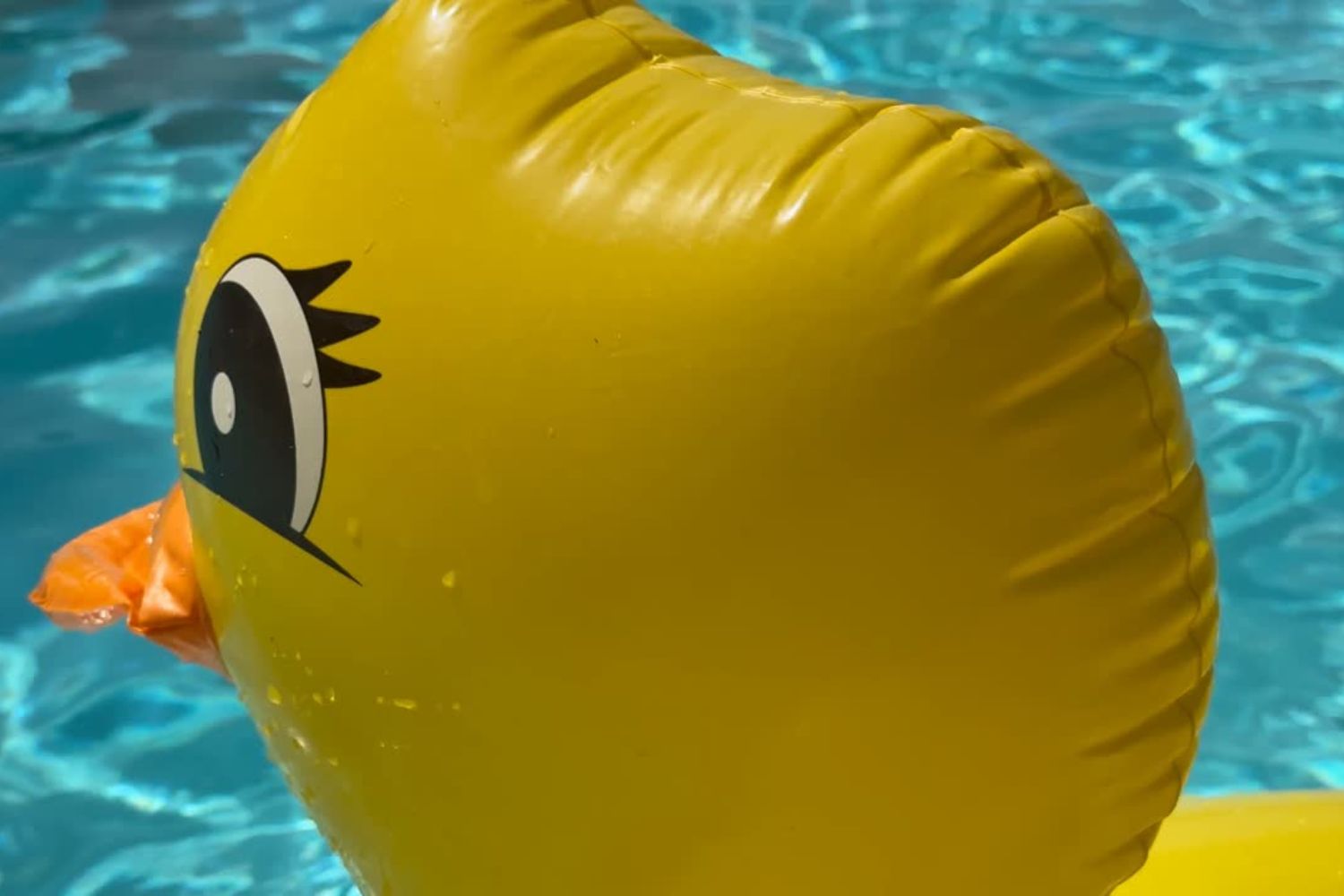 gelbe Schwimmente